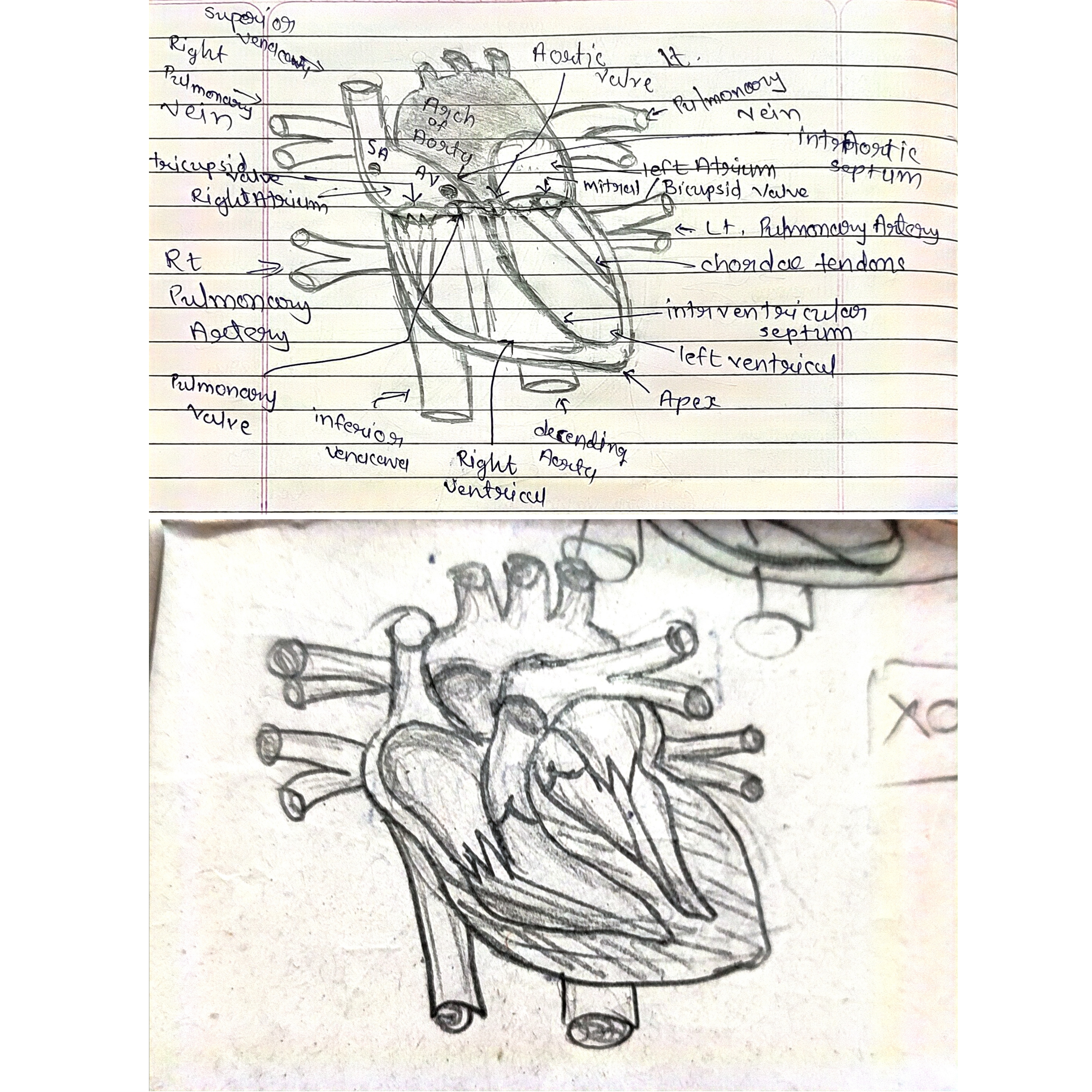 Two pencil drawings of human heart, one showing the names.