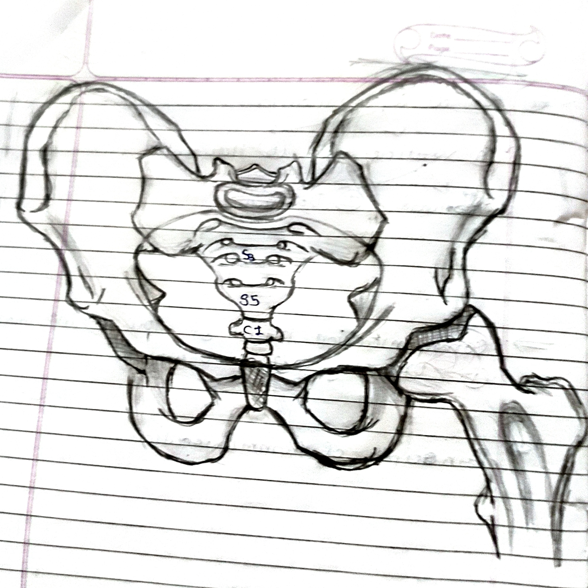 A pencil drawing of human pelvic girdle, showing the joint of Acetabulum